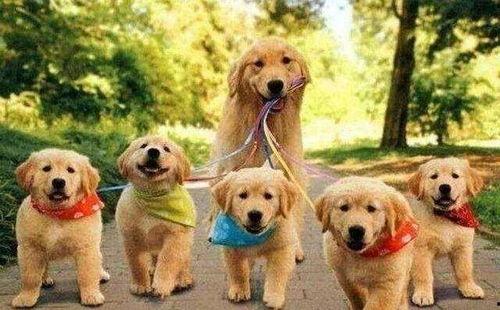 犬系顶流的驯养法则,打造忠诚伴侣的法则解析