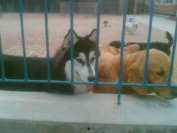 狗崽队,揭秘动物界的忠诚与智慧